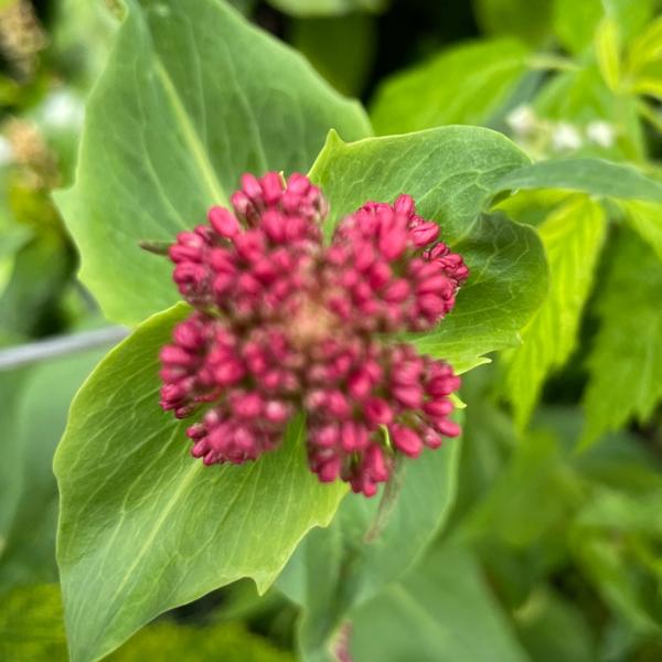 Rode spoorbloem (Centranthus ruber)